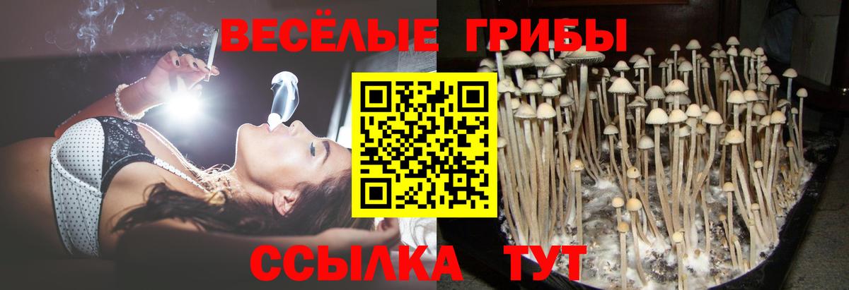 Псилоцибиновые грибы Cubensis Волоколамск